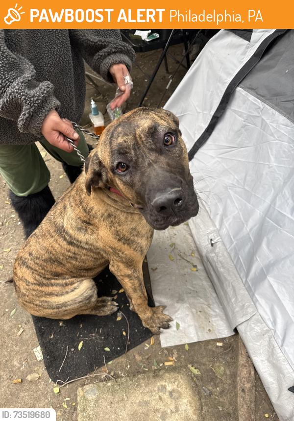 Found/Stray Female Dog last seen Hunting park, Philadelphia, PA 19140