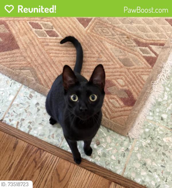 Reunited Male Cat last seen McCully Drive NE and Serpentine Drive, Atlanta, GA 30345