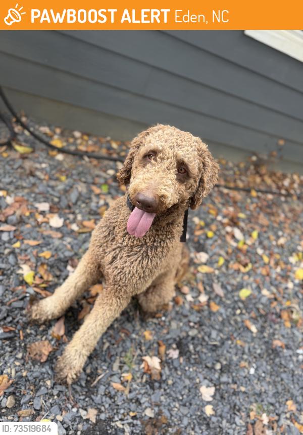 Found/Stray Male Dog last seen Stadium dr ridge ave, Eden, NC 27288