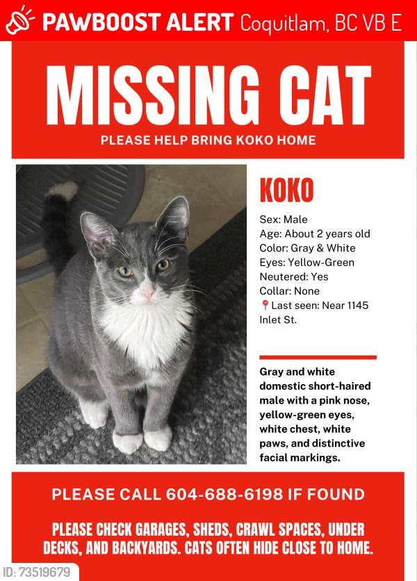 Lost Male Cat last seen windsor gates, Coquitlam, BC V3B 6E8