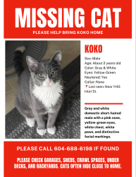 Lost Male Cat last seen windsor gates, Coquitlam, BC V3B 6E8