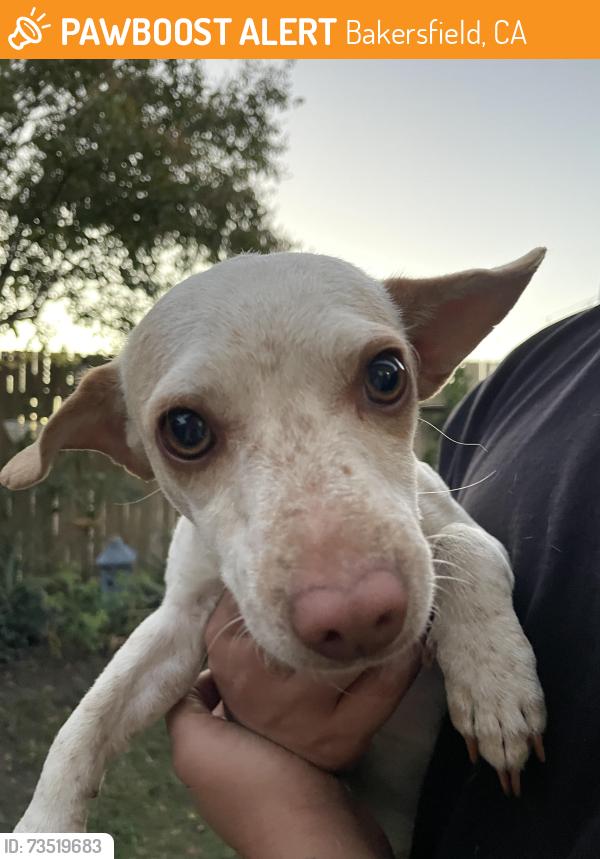Found/Stray Male Dog last seen Panama lane and union, Bakersfield, CA 93313