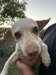 Found/Stray Male Dog last seen Panama lane and union, Bakersfield, CA 93313