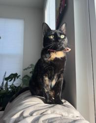 Reunited Female Cat last seen Arbor Ash St, Pineola Rd, Ellen Ave, Charlotte, NC 28208