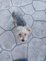 Found/Stray Unknown Dog last seen Branham Lane & Ross Ave, San Jose, CA 95124