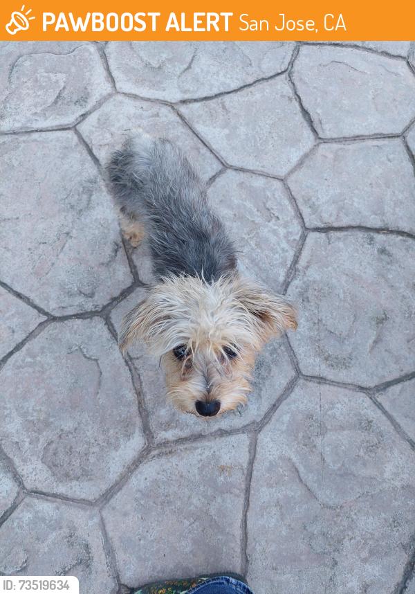 Found/Stray Unknown Dog last seen Branham Lane & Ross Ave, San Jose, CA 95124