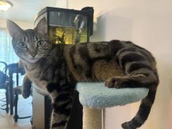 Lost Female Cat last seen 181st and Clay St, Portland, OR 97233