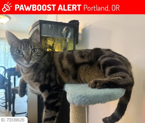 Lost Female Cat last seen 181st and Clay St, Portland, OR 97233