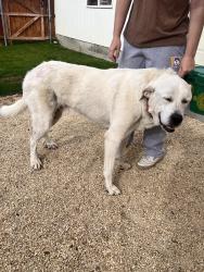 Reunited Male Dog last seen Cross street St Helens & 24th, Yakima, WA 98902