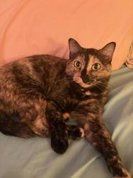 Lost Female Cat last seen 4298-4200 NW 75th Ave, Coral Springs, FL 33065, Coral Springs, FL 33065