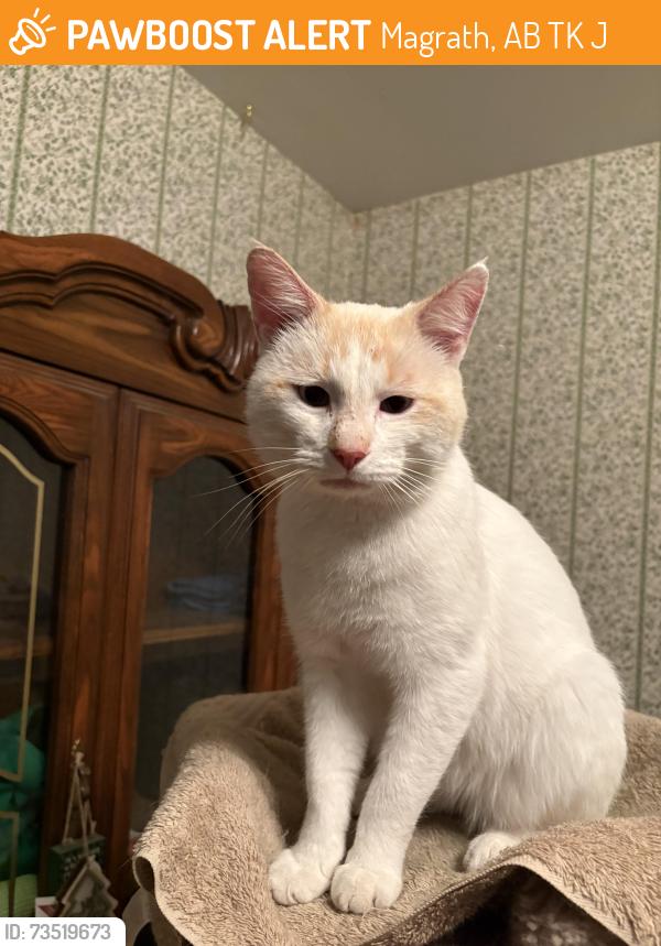 Found/Stray Male Cat last seen In the country near Magrath, AB, Magrath, AB T0K 1J0