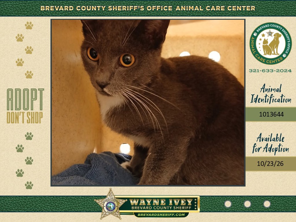 Shelter Stray Female Cat last seen S Tropic, TITUSVILLE, FL, 32796, 5100 W Eau Gallie Blvd, Melbourne, FL 32934, USA