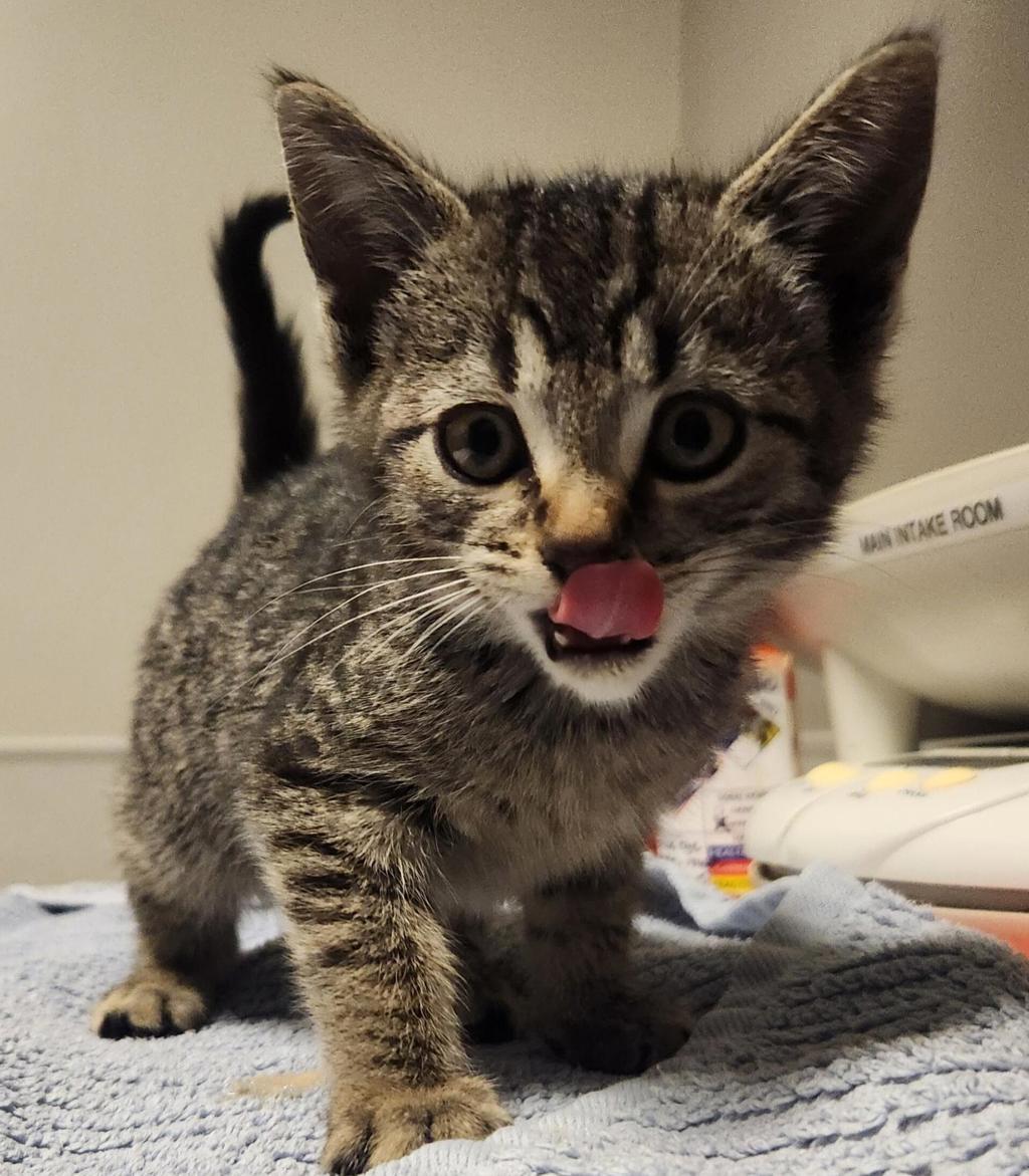 Shelter Stray Female Cat last seen Near estudillo ave, SAN LEANDRO, CA, 94577, 8323 Baldwin St, Oakland, CA 94621, USA