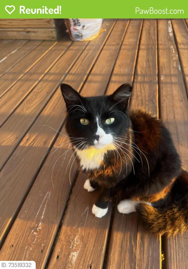Reunited Male Cat last seen Near my home, Chattanooga, TN 37404