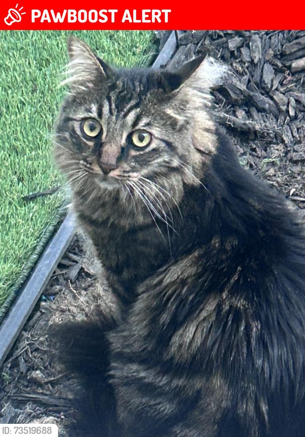 Lost Male Cat last seen Cita & Nordic (Aeroplaza & Powers), Colorado Springs, CO 80916