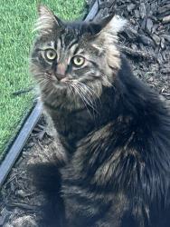 Lost Male Cat last seen Cita & Nordic (Aeroplaza & Powers), Colorado Springs, CO 80916