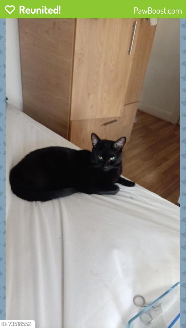 Reunited Male Cat last seen Near St Barnabas Road London E17 8JY., Greater London, England E17 8JY