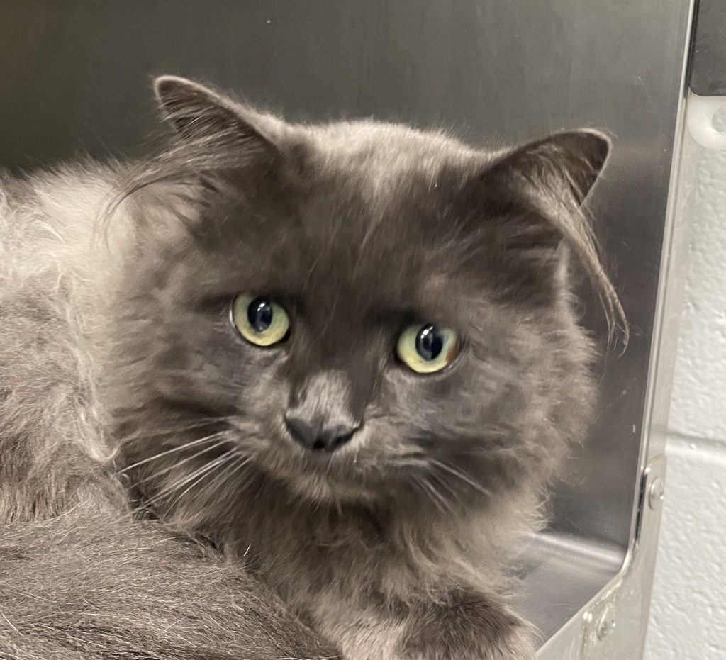 Shelter Stray Male Cat last seen W 98th Ave / N Wadsworth Blvd, Westminster, CO, 80036, 580 McIntyre St, Golden, CO 80401, USA