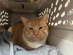 Shelter Stray Male Cat last seen Leggett Avenue, BRONX, NY, 10455, 326 E 110th St, New York, NY 10029, USA