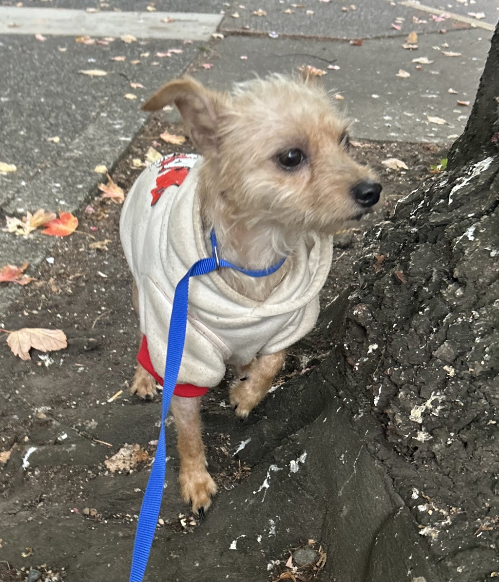 Shelter Stray Female Dog last seen Central precinct, 1700 W Historic Columbia River Hwy, Troutdale, OR 97060, USA