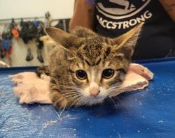 Shelter Stray Female Cat last seen Apt 5B,355 E 165 Street, BRONX, NY, 10456, 326 E 110th St, New York, NY 10029, USA