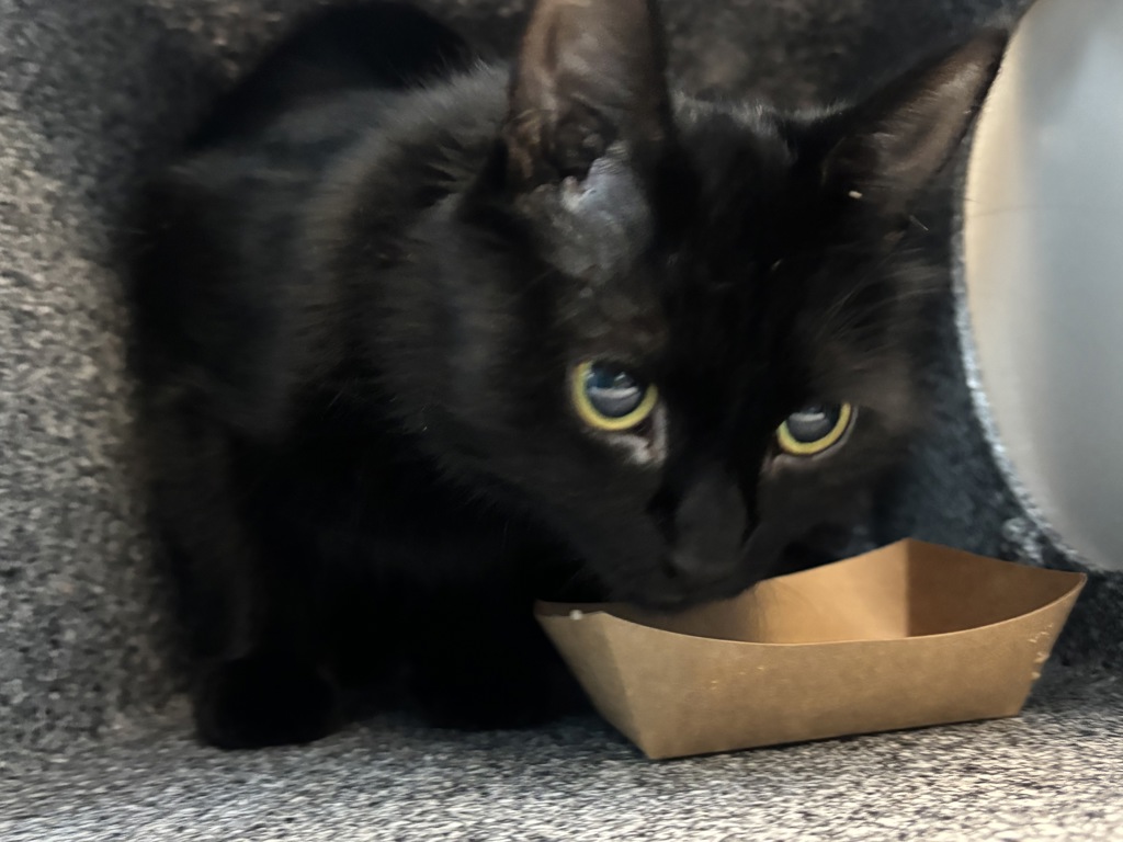 Shelter Stray Female Cat last seen Near Park Avenue, BRONX, NY, 10451, 326 E 110th St, New York, NY 10029, USA