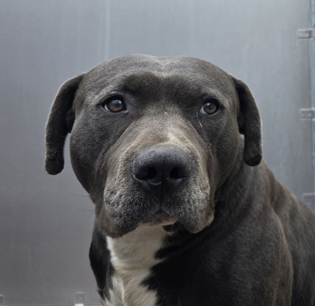Shelter Stray Male Dog last seen NE 213th and Halsey, FAIRVIEW, OR, 97024, 1700 W Historic Columbia River Hwy, Troutdale, OR 97060, USA