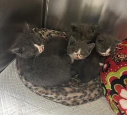 Shelter Stray Unknown Cat last seen SE 60th and SE Duke, 1700 W Historic Columbia River Hwy, Troutdale, OR 97060, USA