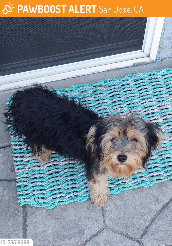 Found/Stray Unknown Dog last seen Branham Lane & Ross Ave, San Jose, CA 95124