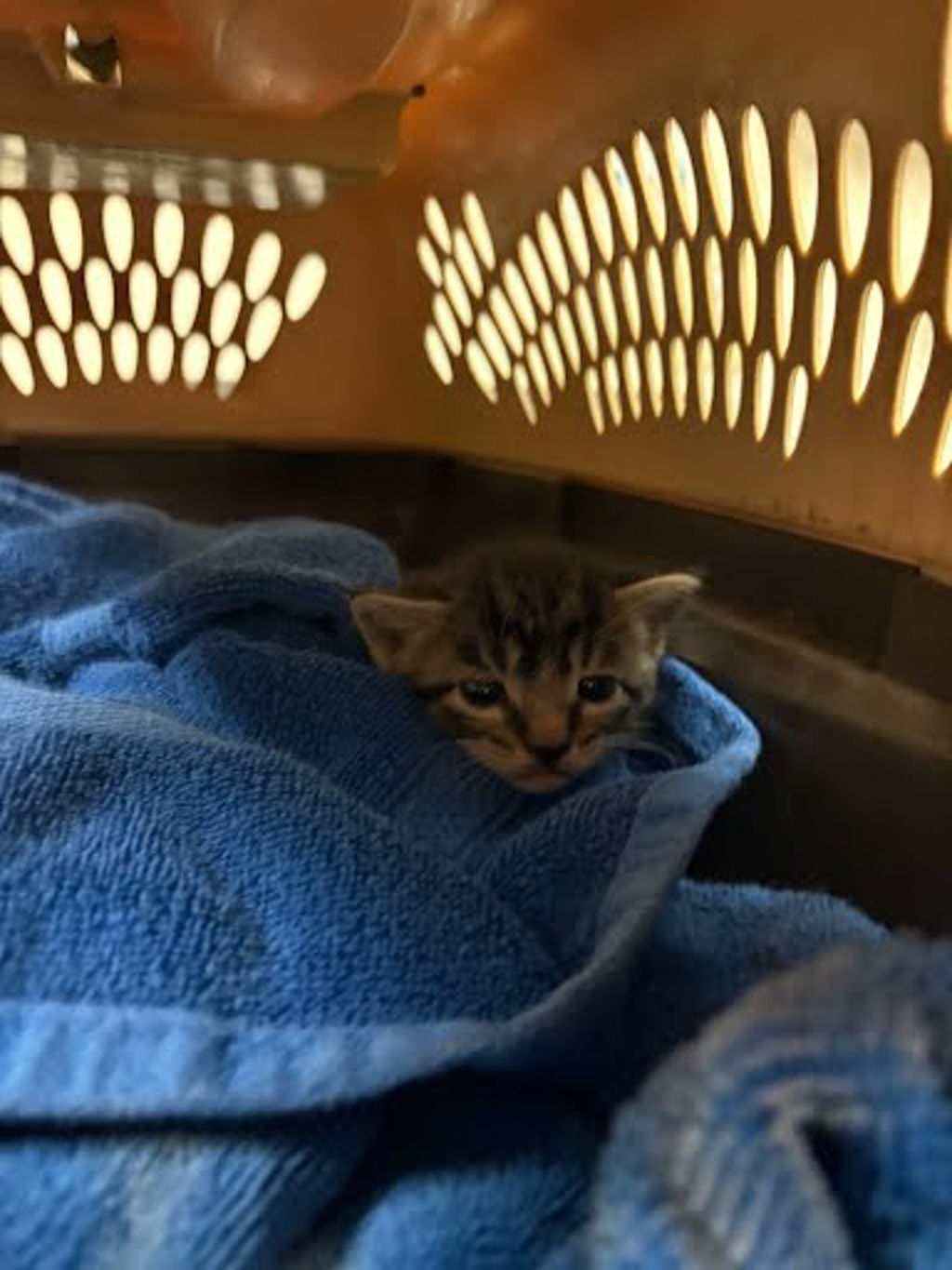 Shelter Stray Male Cat last seen Near Greinert Drive, PFLUGERVILLE, TX, 78660, 7201 Levander Loop bldg a, Austin, TX 78702, USA