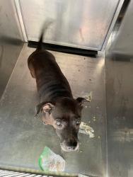 Shelter Stray Female Dog last seen Near Hergotz Lane, AUSTIN, TX, 78742, 7201 Levander Loop bldg a, Austin, TX 78702, USA