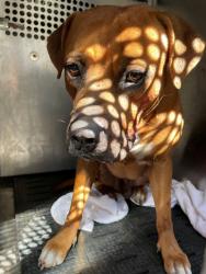 Shelter Stray Male Dog last seen Near Hergotz Lane, AUSTIN, TX, 78742, 7201 Levander Loop bldg a, Austin, TX 78702, USA