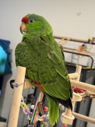 Lost Male Bird last seen Euclid Ave, Ontario, CA 91762