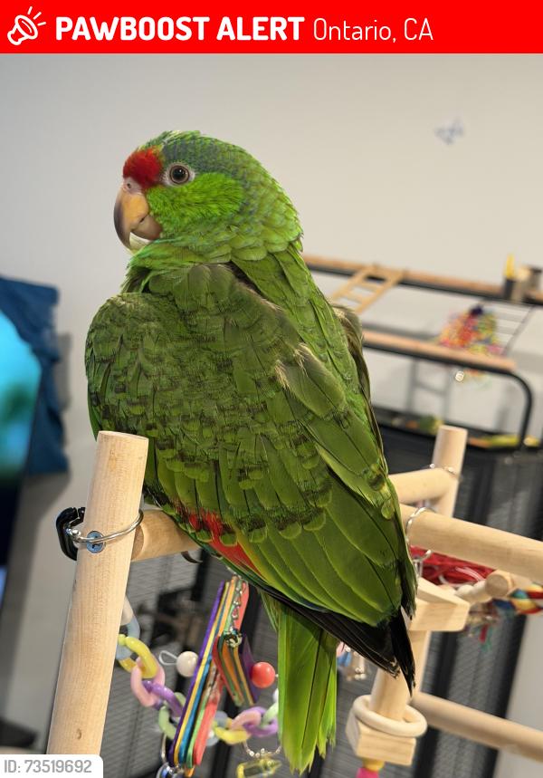 Lost Male Bird last seen Euclid Ave, Ontario, CA 91762