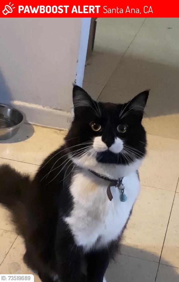 Lost Male Cat last seen E Borchard Ave, Santa Ana CA, 92707 Near Madison Park mobile homes, Santa Ana, CA 92705