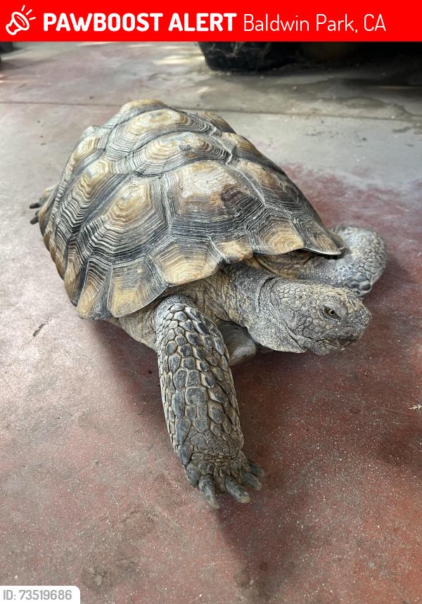 Lost Male Reptile last seen Merced Ave. Baldwin Park, Baldwin Park, CA 91706