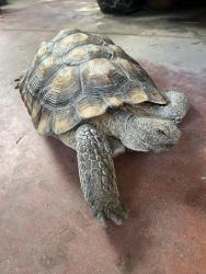 Lost Male Reptile last seen Merced Ave. Baldwin Park, Baldwin Park, CA 91706