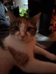 Lost Female Cat last seen lenwood dr, Lancaster, OH 43130