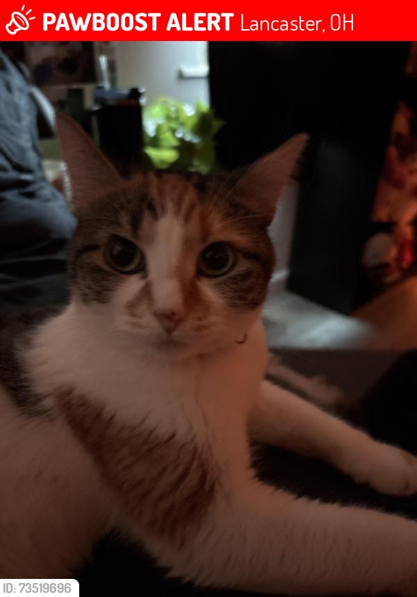 Lost Female Cat last seen lenwood dr, Lancaster, OH 43130