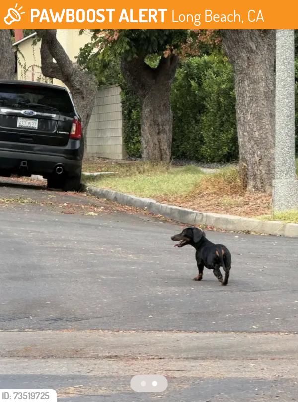 Found/Stray Unknown Dog last seen Atlantic, Long Beach, CA 90807