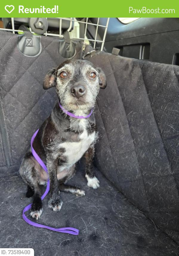 Reunited Female Dog last seen 2nd Street and 12th Ave near St Marks Church, North Saint Paul, MN 55109
