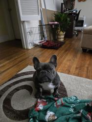 Lost Female Dog last seen IH-10 and Fresno, San Antonio, TX 78201
