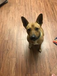 Lost Male Dog last seen Ballard and N Bunker Hill Road, Oak Ridge, NC 27235