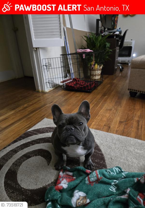 Lost Female Dog last seen IH-10 and Fresno, San Antonio, TX 78201