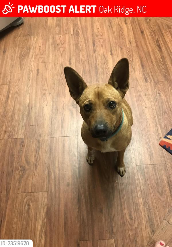 Lost Male Dog last seen Ballard and N Bunker Hill Road, Oak Ridge, NC 27235