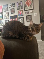 Lost Male Cat last seen Briar Hollow + Siegen, Highland Rd Community Park, Quail Meadow, Baton Rouge, LA 70810