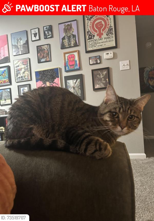 Lost Male Cat last seen Briar Hollow + Siegen, Highland Rd Community Park, Quail Meadow, Baton Rouge, LA 70810