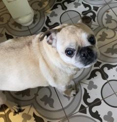 Reunited Female Dog last seen 36th Ave W and West Smith in Magnolia Seattle, Seattle, WA 98199