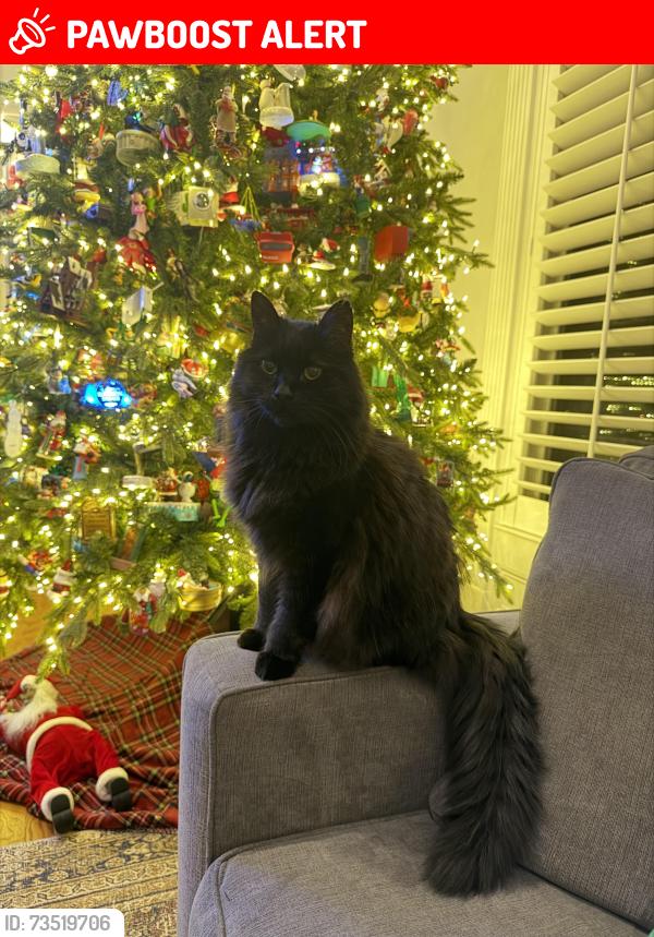 Lost Male Cat last seen GeeeS, Gwinnett County, GA 30017