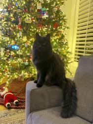 Lost Male Cat last seen GeeeS, Gwinnett County, GA 30017